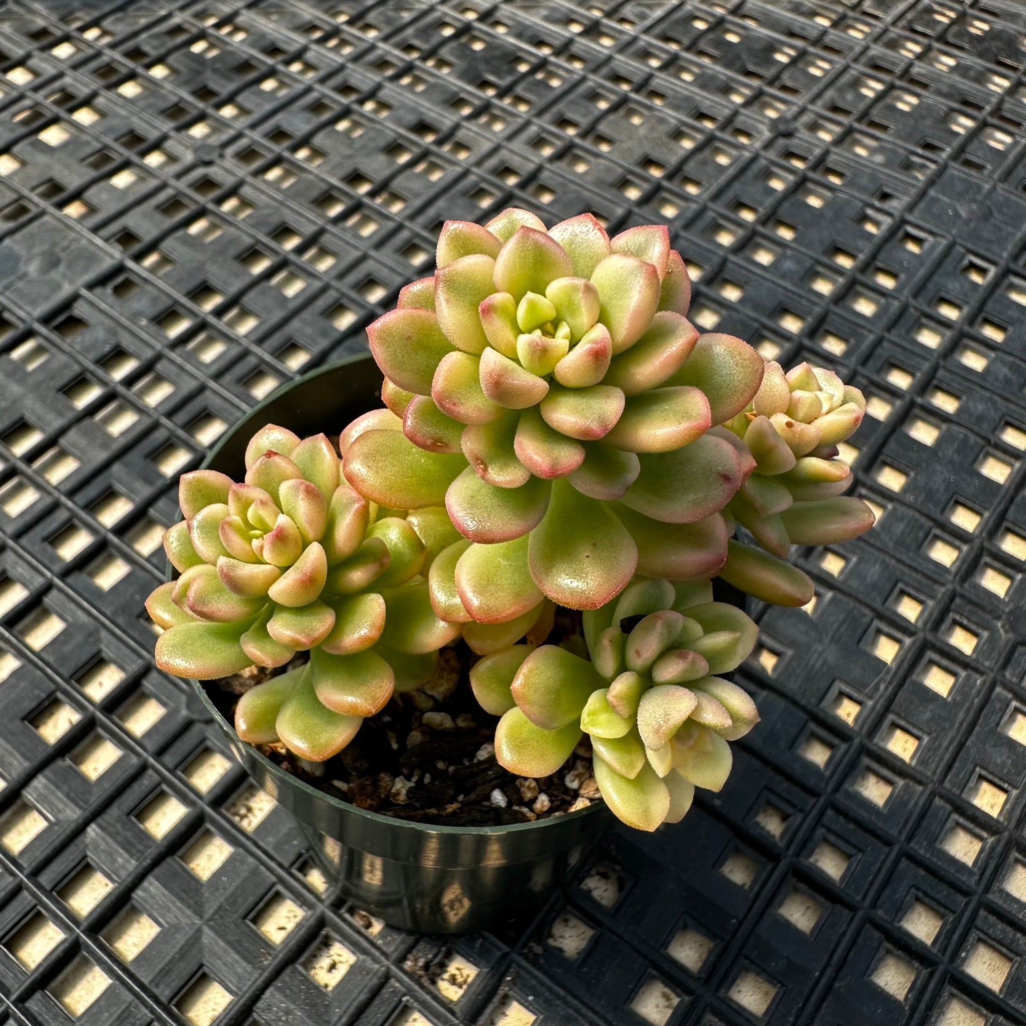 chubby yellow succulent Sedum 'Joyce Tulloch' variegated – Chubby Leaf Succulents