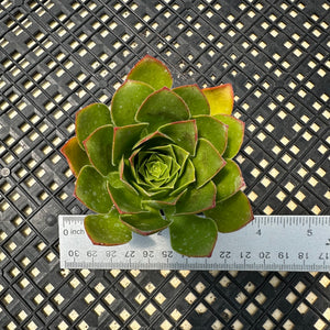 Semponium ‘Diamond’