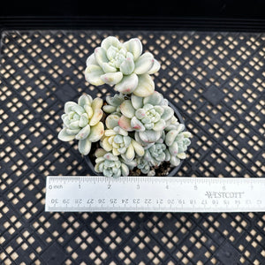 Sedum clavatum variegated