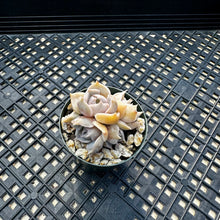 Load image into Gallery viewer, Sedeveria ‘Blue Lotus’