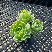 Load image into Gallery viewer, Sedeveria ‘Green Rose’