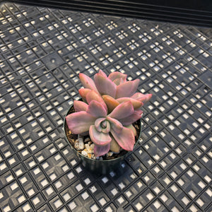 Graptoveria Variegated ‘Mrs Richards’