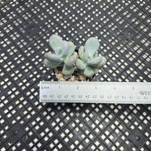 Load image into Gallery viewer, Pachyphytum sp
