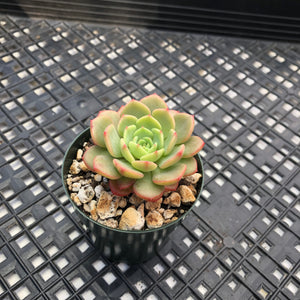 Echeveria ‘Sugar Baby’