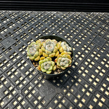 Load image into Gallery viewer, Echeveria Agavoides ‘Tinkerbell’