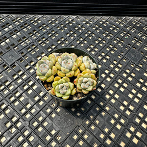 Echeveria Agavoides ‘Tinkerbell’