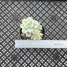 Load image into Gallery viewer, Sedum clavatum variegated