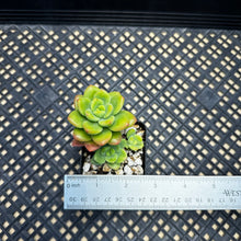 Load image into Gallery viewer, Echeveria Agavoides ebony ‘Peridot’