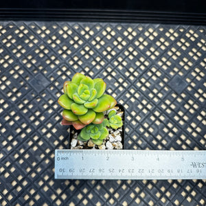 Echeveria Agavoides ebony ‘Peridot’