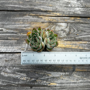 Echeveria ‘Fire Flower’