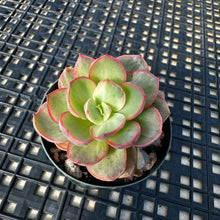 Load image into Gallery viewer, Echeveria ‘Rose Rock’ Variegated