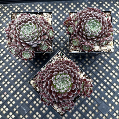 Sempervivum ‘Pacific Plum Fuzzy’