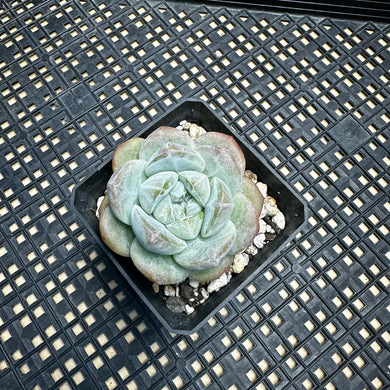 Echeveria ‘Icy Rose’ Very Rare!