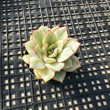 Load image into Gallery viewer, Echeveria ‘Esther’ Variegated