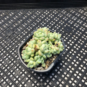 Sedum clavatum