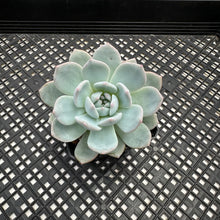 Load image into Gallery viewer, Echeveria ‘Orange Monroe’
