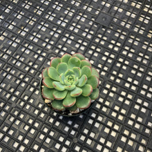 Load image into Gallery viewer, Echeveria ‘Red Top’