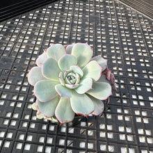 Load image into Gallery viewer, Echeveria ‘Laulensis’
