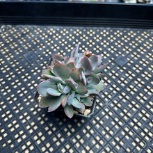 Load image into Gallery viewer, Echeveria ‘Trumpet Pinky’ Cristate Crested