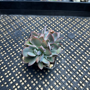 Echeveria ‘Trumpet Pinky’ Cristate Crested