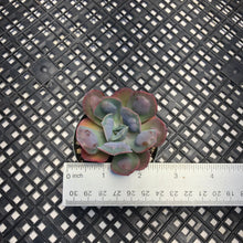 Load image into Gallery viewer, Echeveria ‘Hearts Delight’