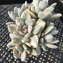 Load image into Gallery viewer, Pachyveria Pachyphytoides Variegated