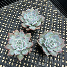 Load image into Gallery viewer, Echeveria ‘Blue Bird’