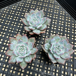 Echeveria ‘Blue Bird’