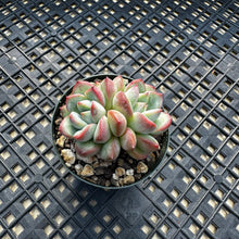 Load image into Gallery viewer, Echeveria ‘Chubby Lips’