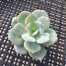 Load image into Gallery viewer, Echeveria cv. hakuhou