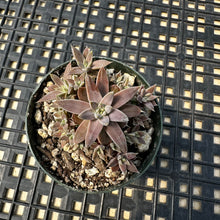 Load image into Gallery viewer, Orostachys ‘NYBG’