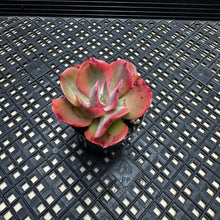 Load image into Gallery viewer, Echeveria ‘Rose Rock’ Variegated