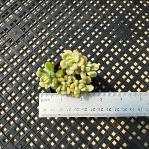 Echeveria macdougallii variegated  aka “sedoides“