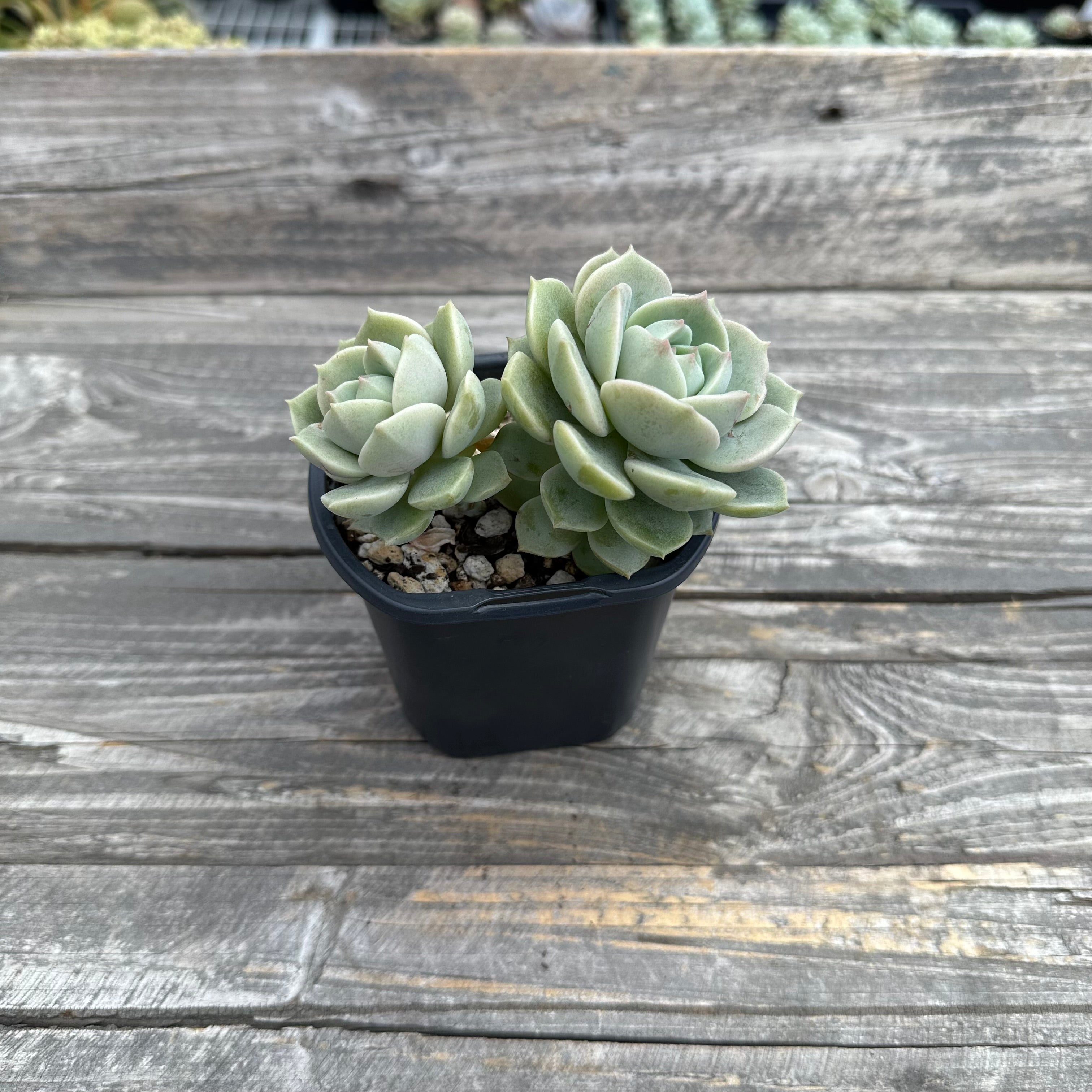 graptoveria titubans succulent Graptoveria titubans – Chubby Leaf Succulents