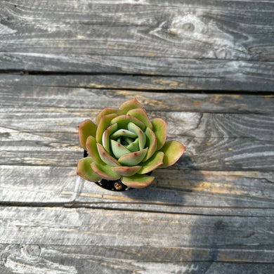 Echeveria ‘Lemon Tree’