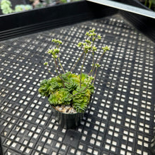 Load image into Gallery viewer, Crassula ‘Dorothy’