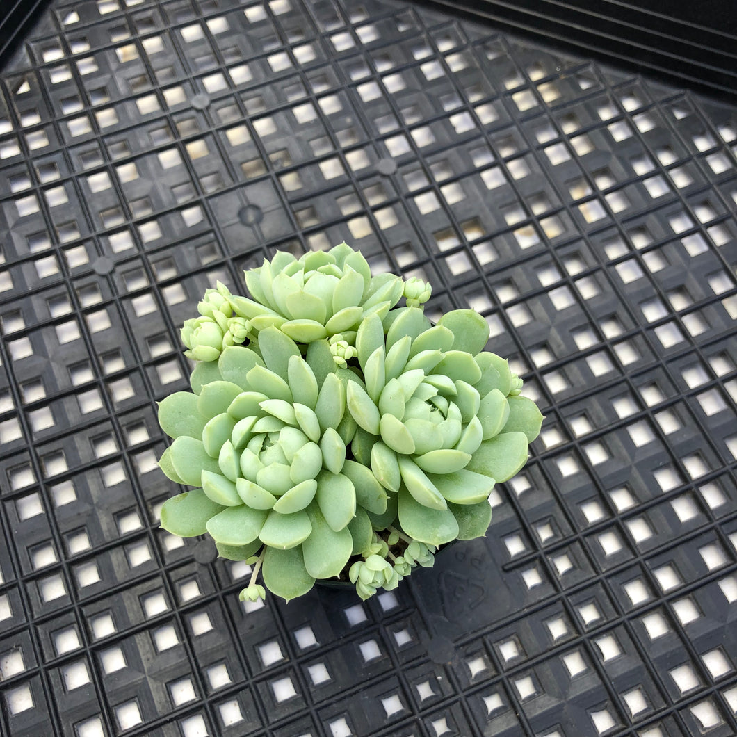 Echeveria ‘Sugar Princess’