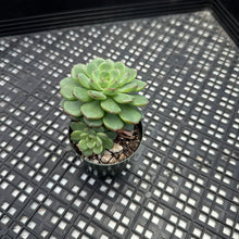 Load image into Gallery viewer, Echeveria ‘Red Top’