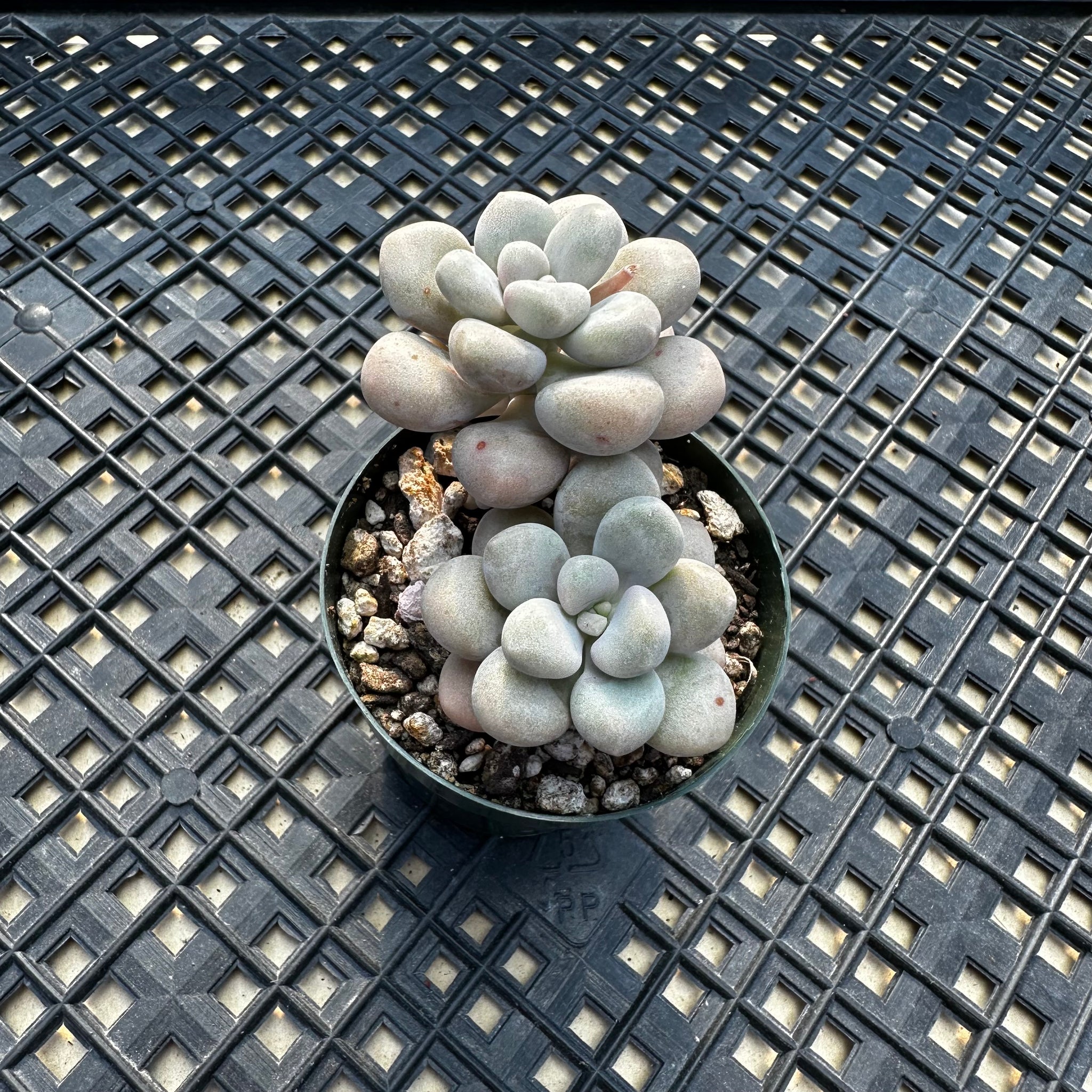 ellen succulent Gratopetalum 'Ellen' – Chubby Leaf Succulents