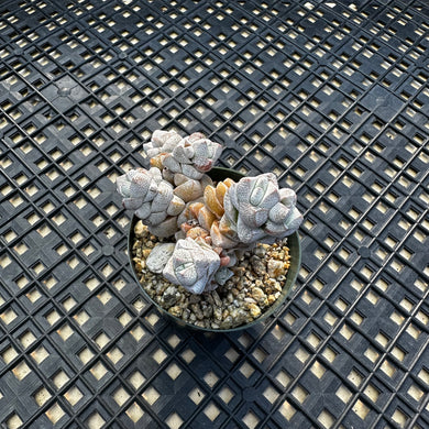 Crassula Deceptor