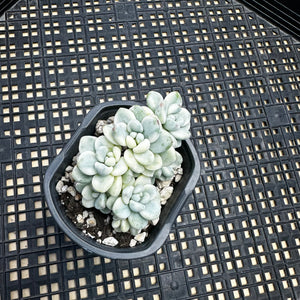 Sedum clavatum variegated