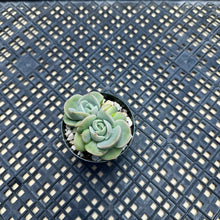 Load image into Gallery viewer, Echeveria ‘White Snow’