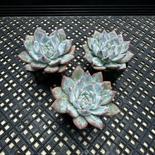 Load image into Gallery viewer, Echeveria ‘Blue Bird’