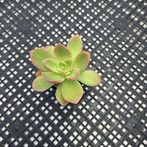 Echeveria ‘Golden Glow’