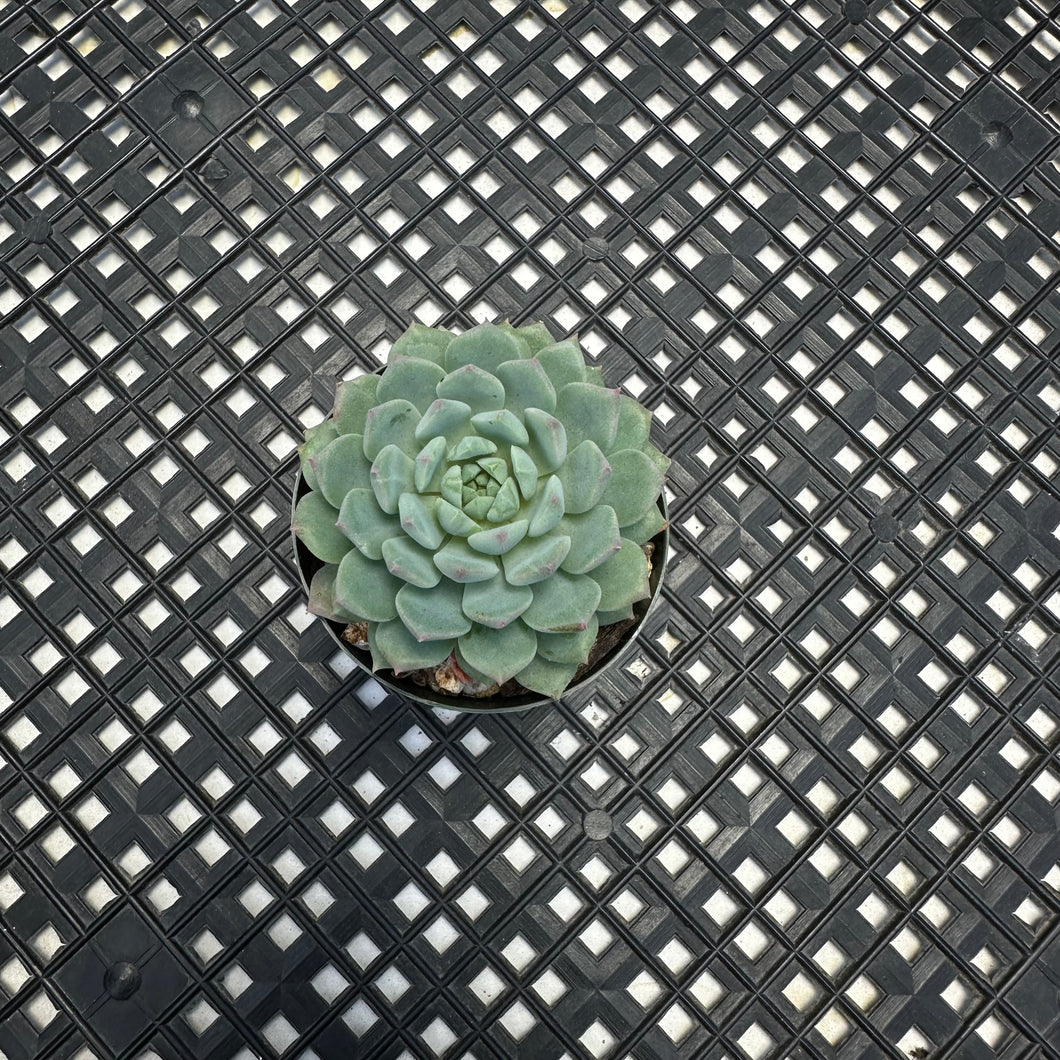 Echeveria 'Chrissy 'n' Ryan'