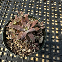 Load image into Gallery viewer, Orostachys ‘NYBG’