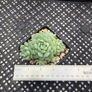 Echeveria ‘Sugar Princess’