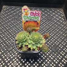 Load image into Gallery viewer, Sempervivum Chick Charms®  Gold Nugget™