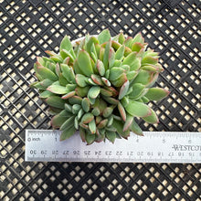 Load image into Gallery viewer, Echeveria ‘Luella’ Crested