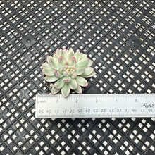 Load image into Gallery viewer, Echeveria ‘Mebina’ Variegated